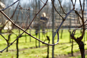 Foto 06-02-23 om 20.38